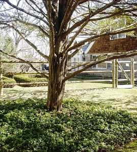 Cedar Post and Rail19