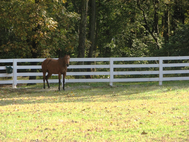 HF-015 White Birch Farm Greenwich, CT Cedar Picket8